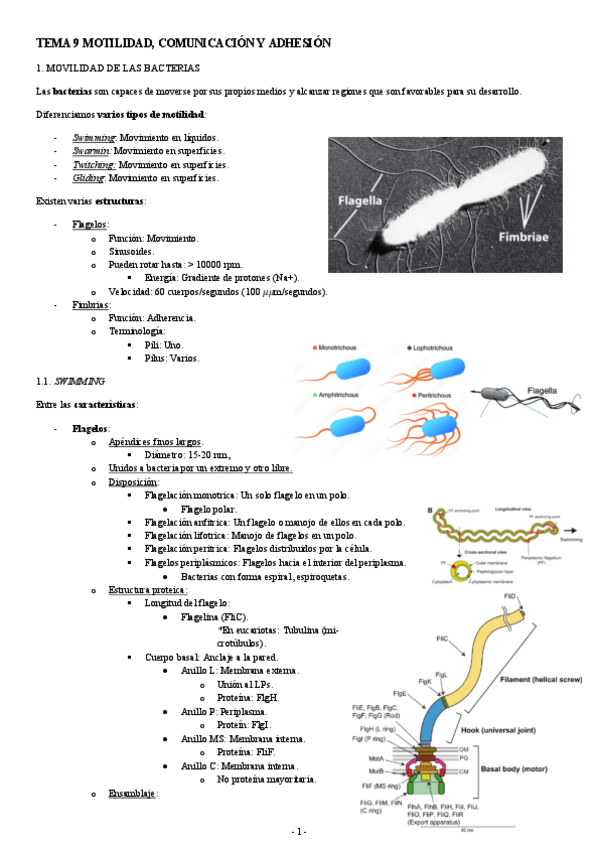 Miniatura del documento MICROBIOLOGIA-TEMA-9-MOTILIDAD-COMUNICACION-Y-ADHESION.pdf