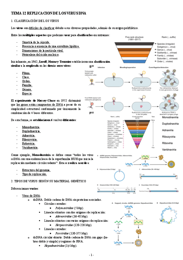 Miniatura del documento MICROBIOLOGIA-TEMA-12-REPLICACION-DE-LOS-VIRUS-DNA.pdf