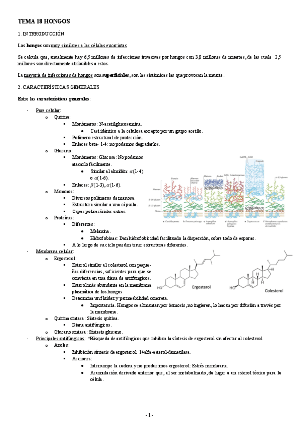 Miniatura del documento MICROBIOLOGIA-TEMA-18-HONGOS.pdf