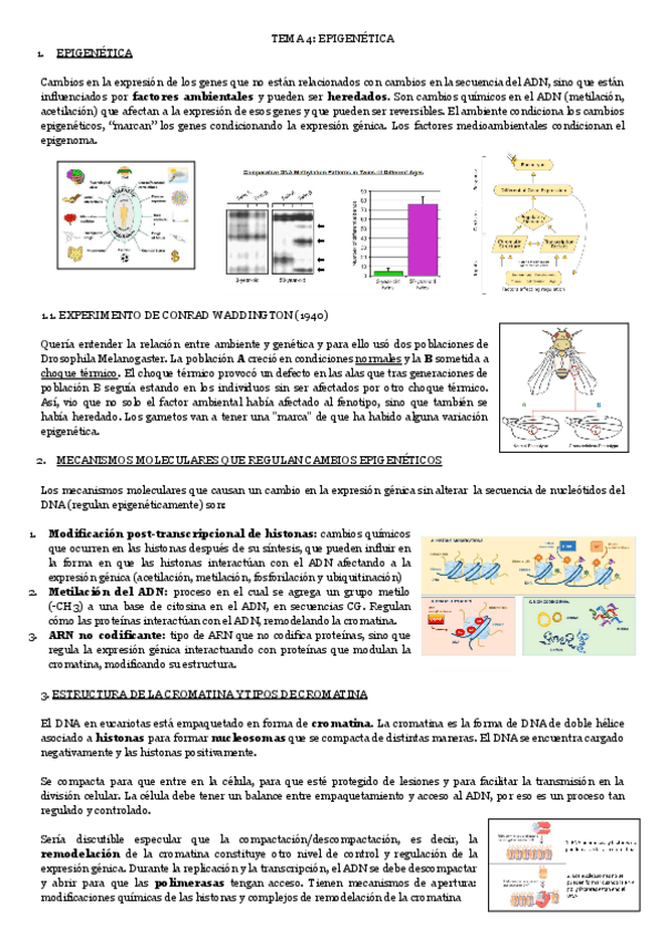 Miniatura del documento TEMA-4-EPIGENETICA.pdf