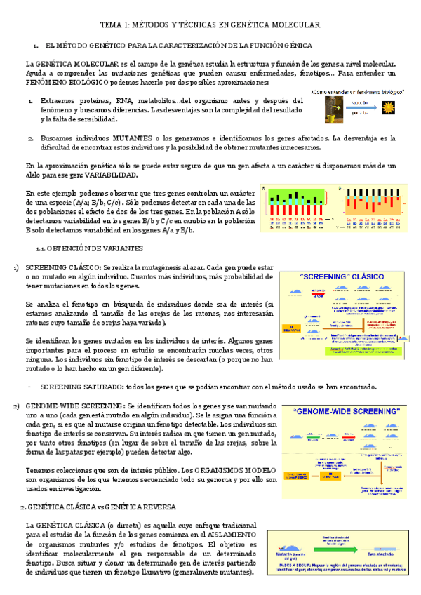 Miniatura del documento TEMA-1-METODOS-Y-TECNICAS-EN-GENETICA-MOLECULAR.pdf