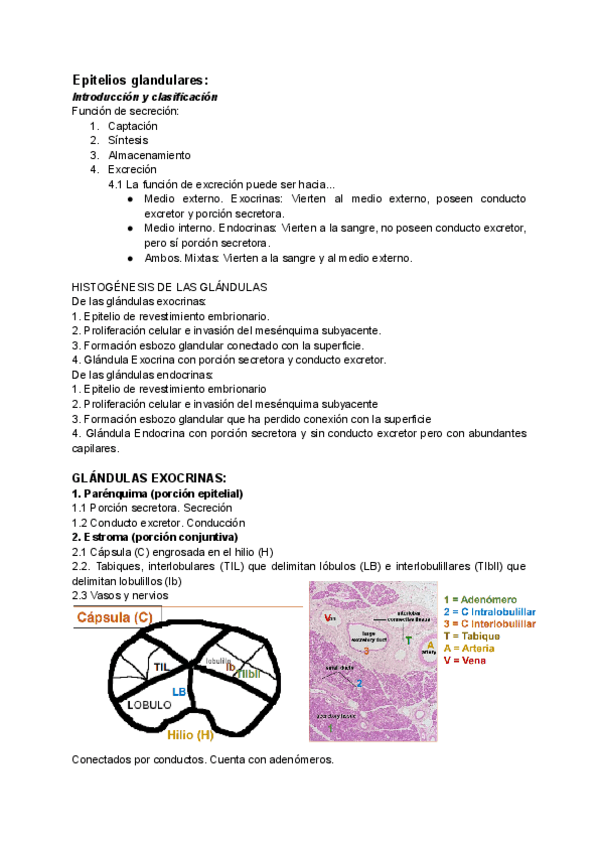 Miniatura del documento Epitelios-glandulares.pdf