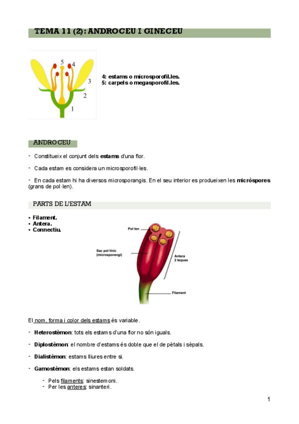 Miniatura del documento T-112-androceu-i-gineceu-PDF.pdf