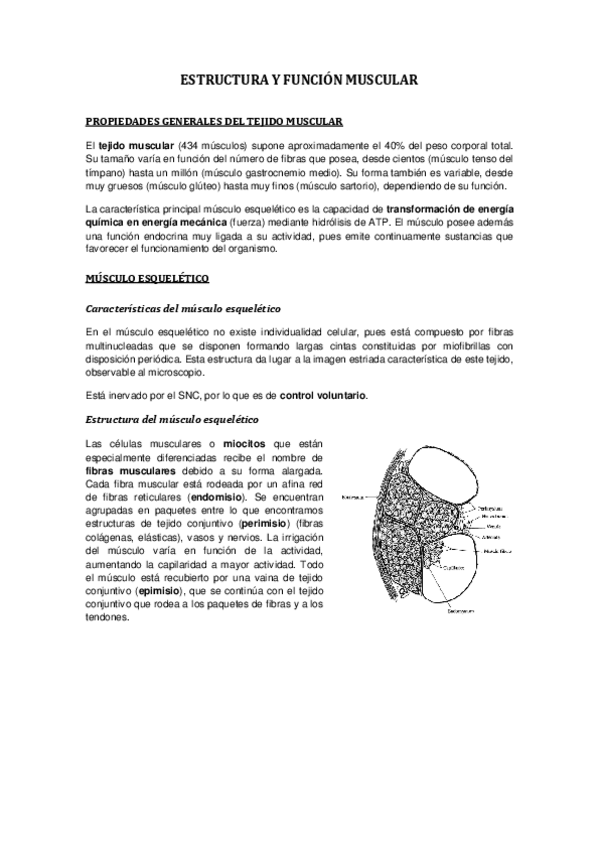 Miniatura del documento Tema 1. Control del movimiento.pdf