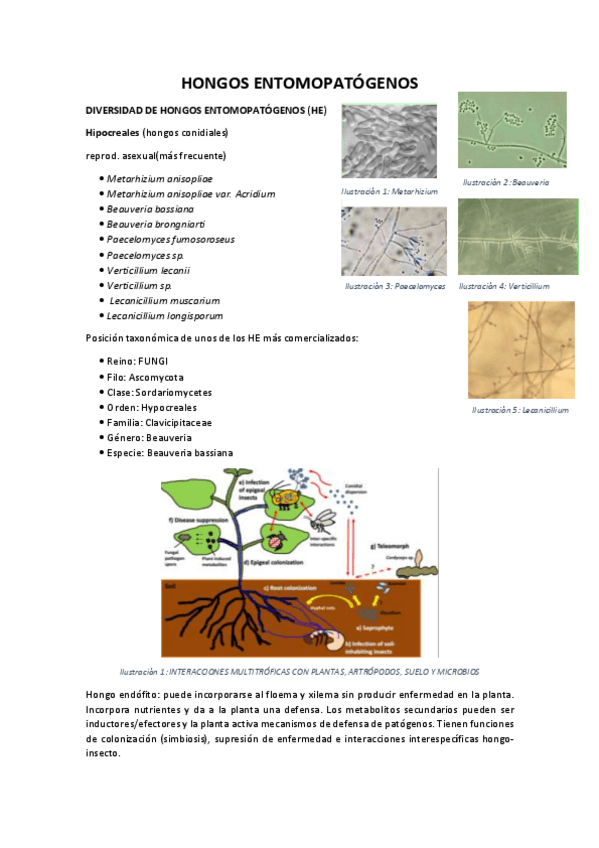 Miniatura del documento HONGOS-ENTOMOPATOGENOS-parte-2.pdf
