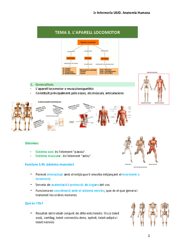Miniatura del documento TEMA-3.-Aparell-locomotor.pdf