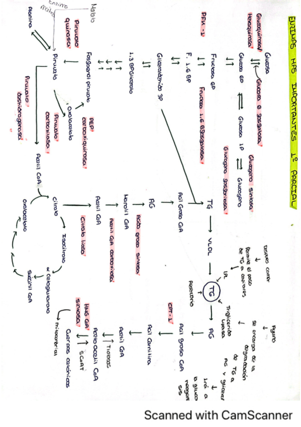 Miniatura del documento IMPORTANTE-1o-Y-2o-parcial.pdf