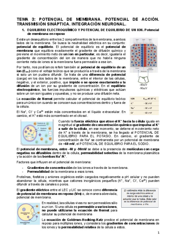 Miniatura del documento Tema-3-Potencial-de-membrana.pdf