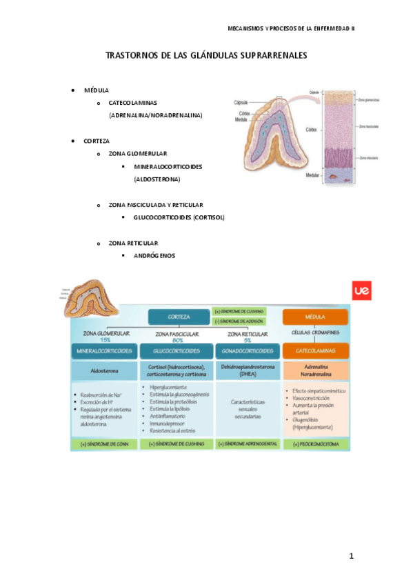 Miniatura del documento TRASTORNOS-DE-LAS-GLANDULAS-SUPRARRENALES.pdf