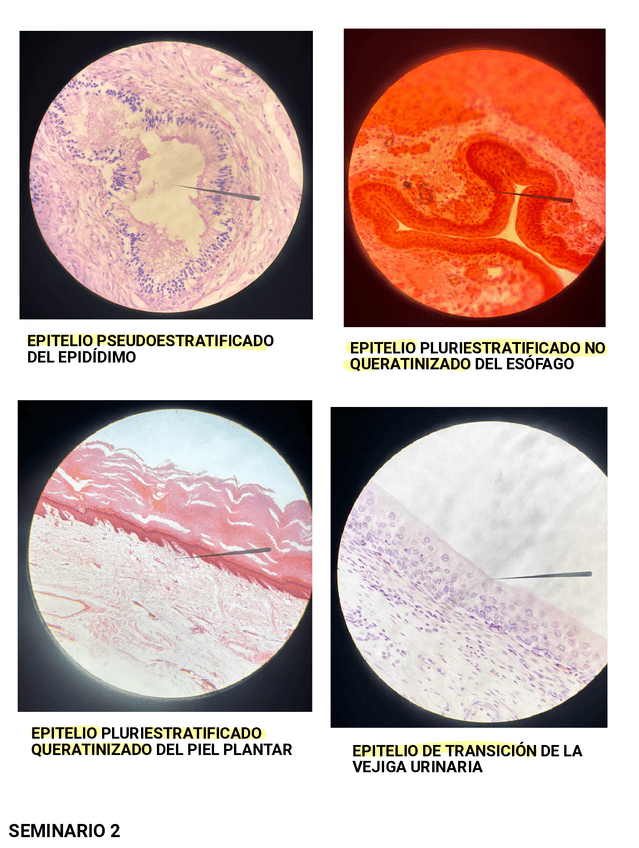Miniatura del documento Biologia-seminarios.pdf