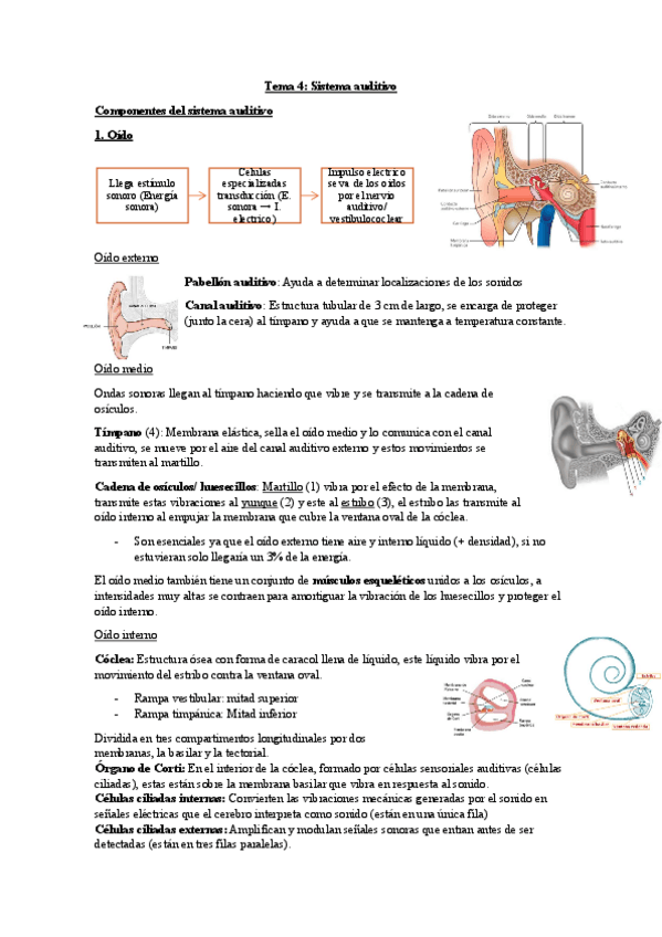 Miniatura del documento Tema-4-Psicologia-de-la-Percepcion.pdf
