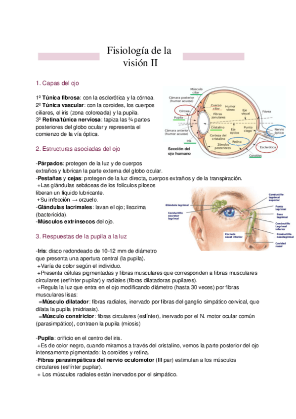 Miniatura del documento Resumen-T.16-II-Fisiologia-de-la-vision.pdf