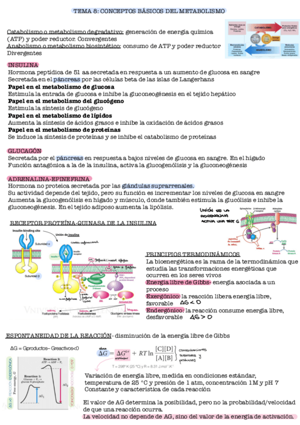 Miniatura del documento TEMA-8-BIOQUÍMICA.pdf