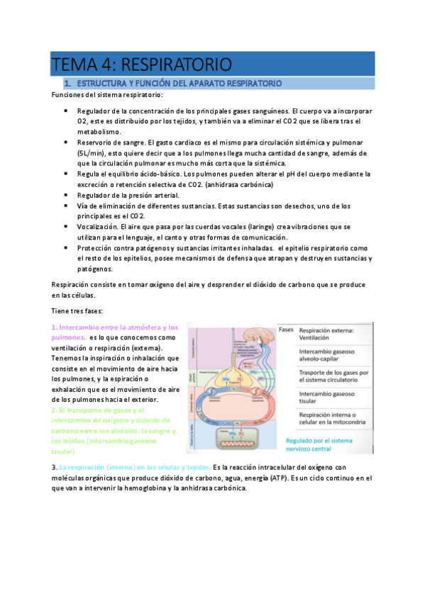 Miniatura del documento TEMA-4-RESPIRATORIO.pdf