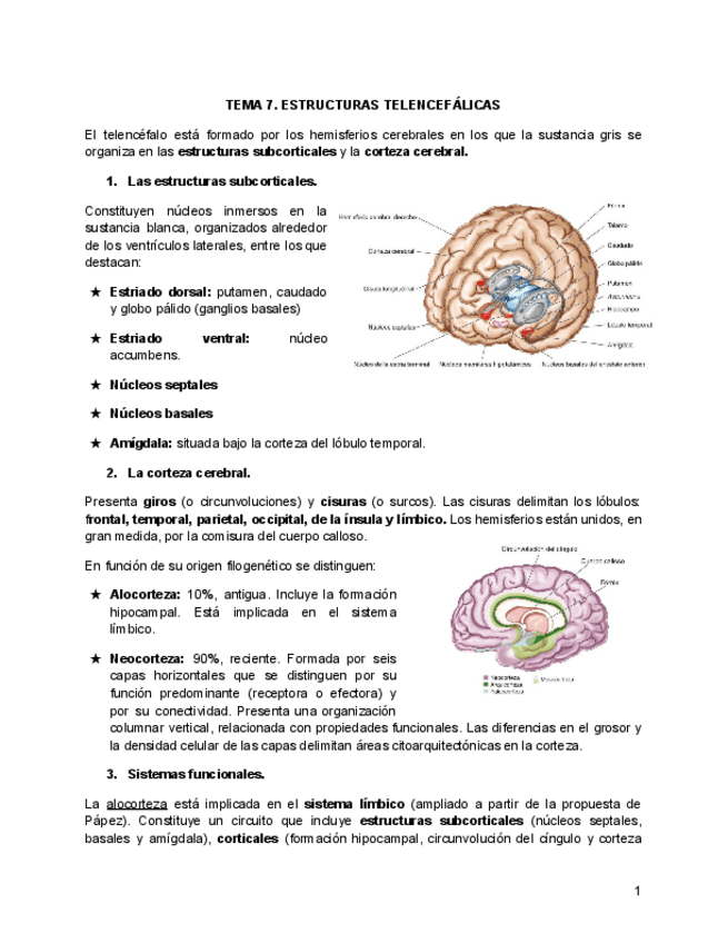 Miniatura del documento TEMA-7.-ESTRUCTURAS-TELENCEFALICAS.pdf