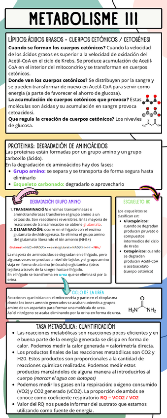 Miniatura del documento METABOLISME-III-1.pdf