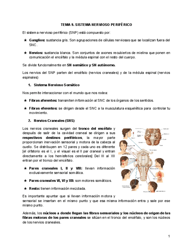 Miniatura del documento TEMA-9.-SISTEMA-NERVIOSO-PERIFERICO.pdf