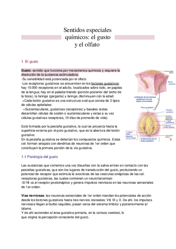 Miniatura del documento Resumen-T.18-Sentidos-especiales-quimicos-el-gusto-y-el-olfato.pdf
