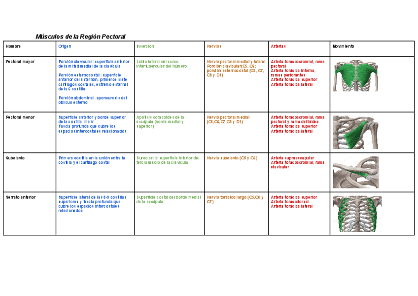 Miniatura del documento Tablas-de-Anatomia-Miembro-Superior-Musculos-con-fotos.pdf