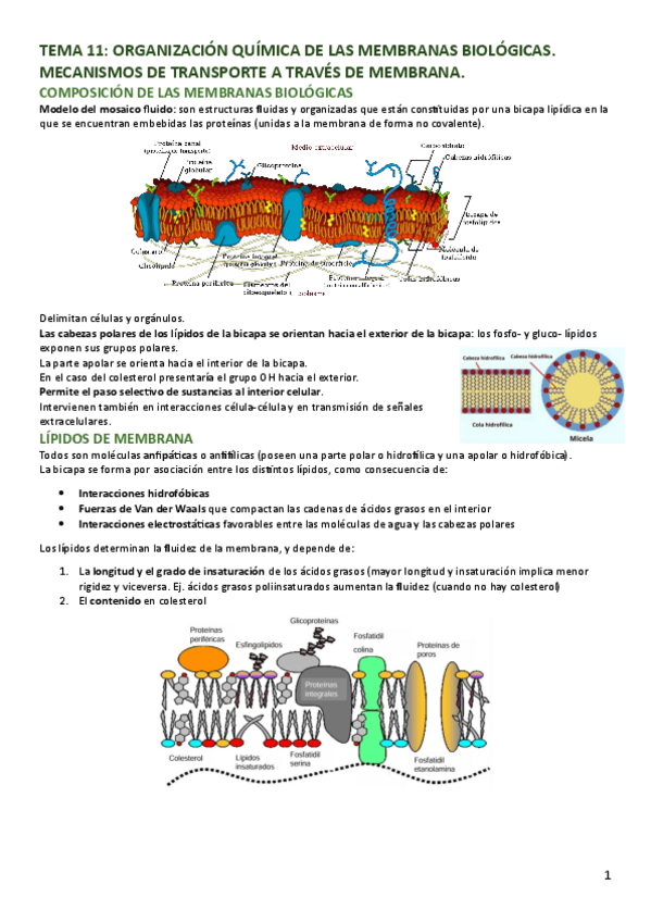 Miniatura del documento TEMA-11-BQE.pdf
