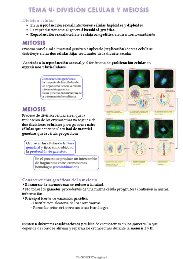 Miniatura del documento T4-GENETICA.pdf