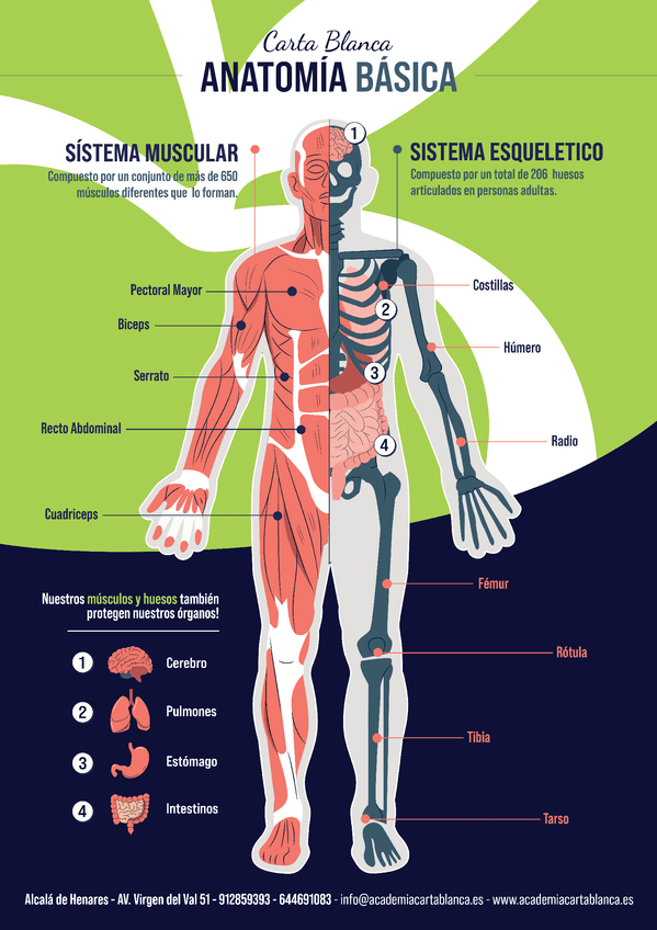 Miniatura del documento Anatomia-basica.pdf