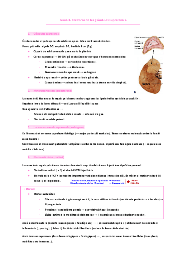 Miniatura del documento ENDOCRINOLOGIA Tema-3.-Trastorns-de-les-glandules-suprarenals..pdf