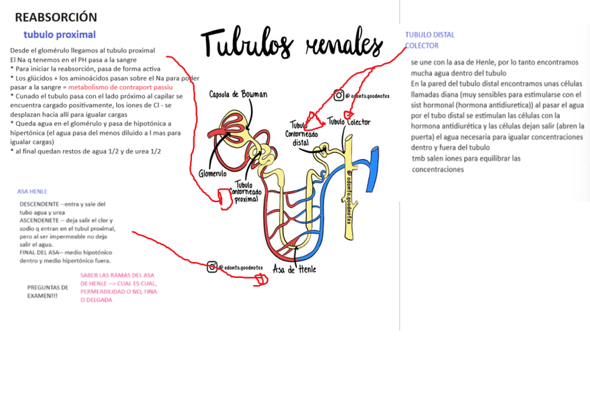 Miniatura del documento esquema-reabsorcion.png