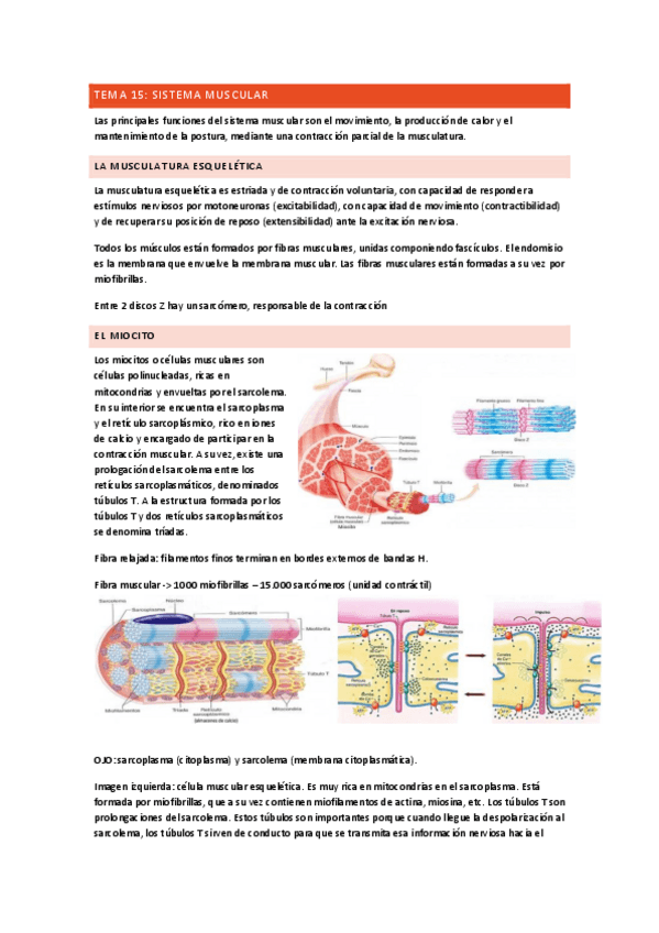 Miniatura del documento sistema-muscular-completo.pdf