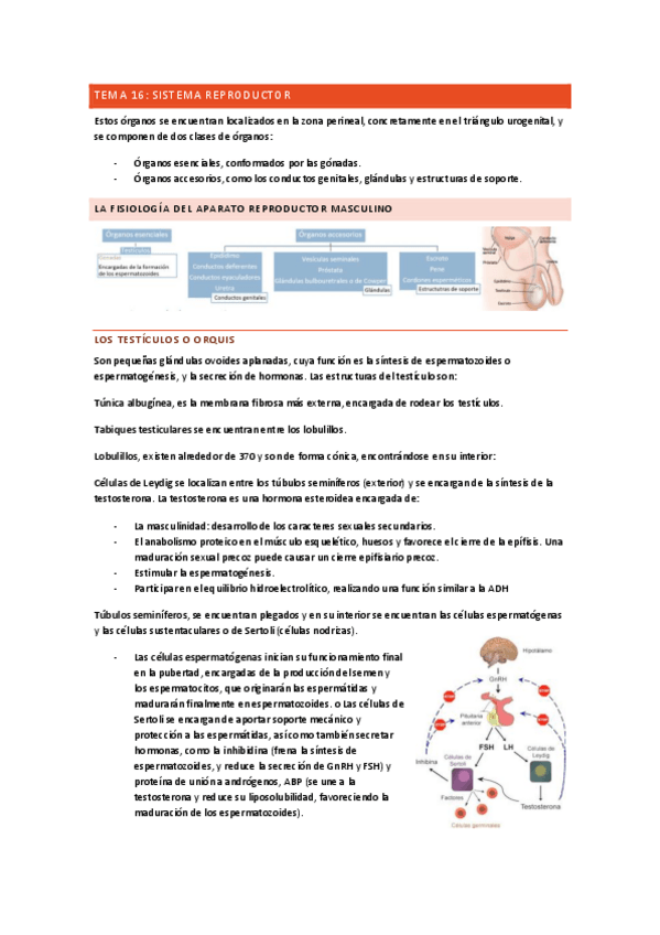 Miniatura del documento sistema-reproductor-completo.pdf