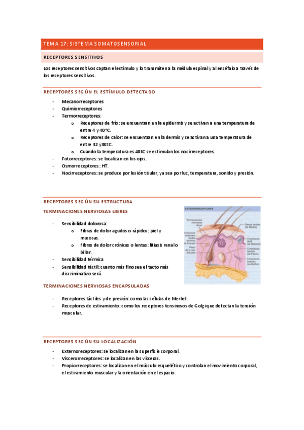 Miniatura del documento sistema-somatosensorial-completo.pdf