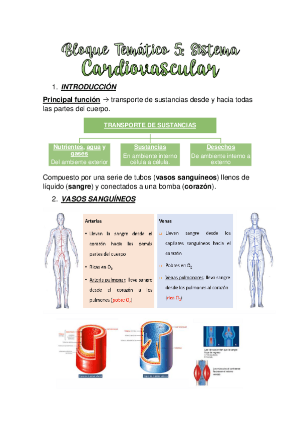 Miniatura del documento TEMA-5.-SISTEMA-CARDIOVASCULAR.pdf