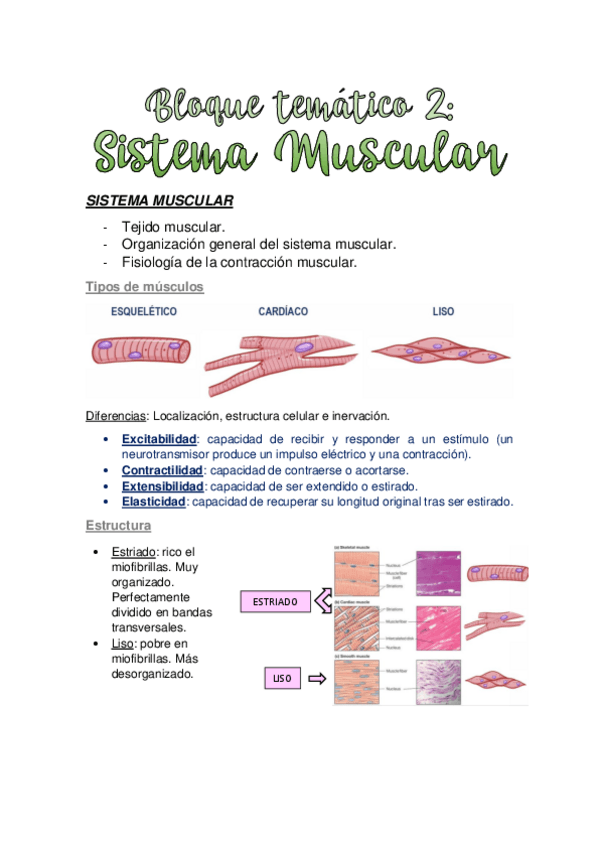 Miniatura del documento TEMA-2.-SISTEMA-MUSCULAR.pdf