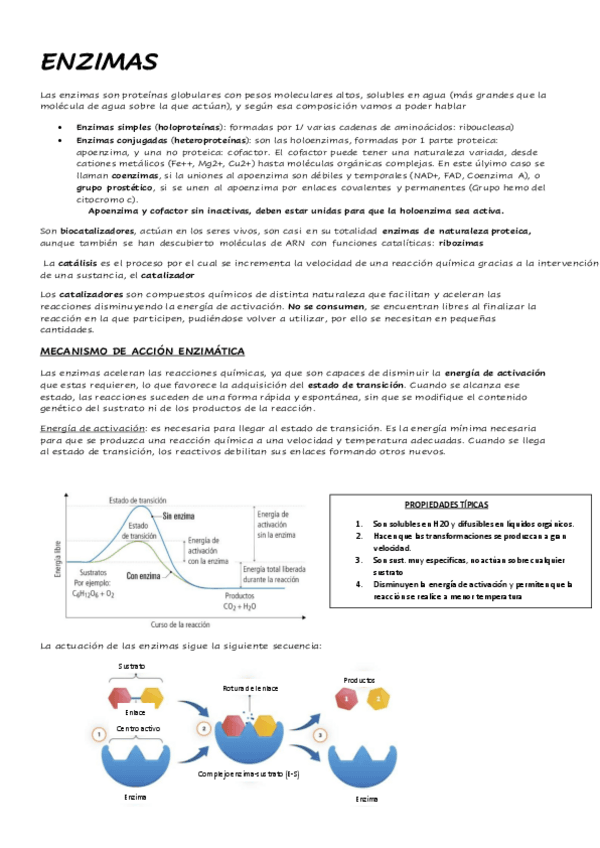 Miniatura del documento ENZIMAS.pdf