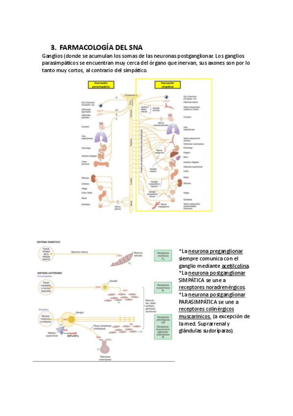 Miniatura del documento 3.-FARMACOLOGIA-DEL-SNA.pdf