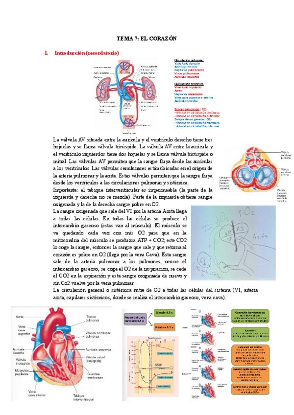 Miniatura del documento TEMA-7-EL-CORAZON.pdf