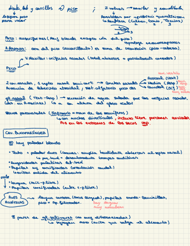 Miniatura del documento Apuntes-seminario-aves.pdf