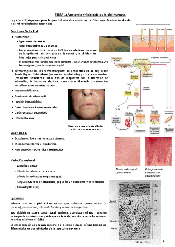 Miniatura del documento Tema 1. Anatomía y fisiología de la piel copia.pdf