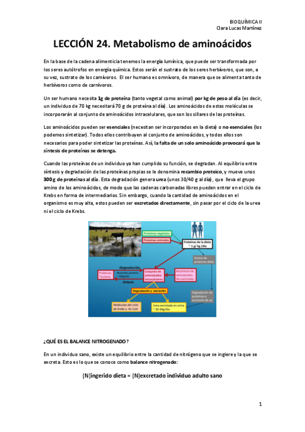 Miniatura del documento LECCION-24.-Metabolismo-de-aminoacidos.pdf