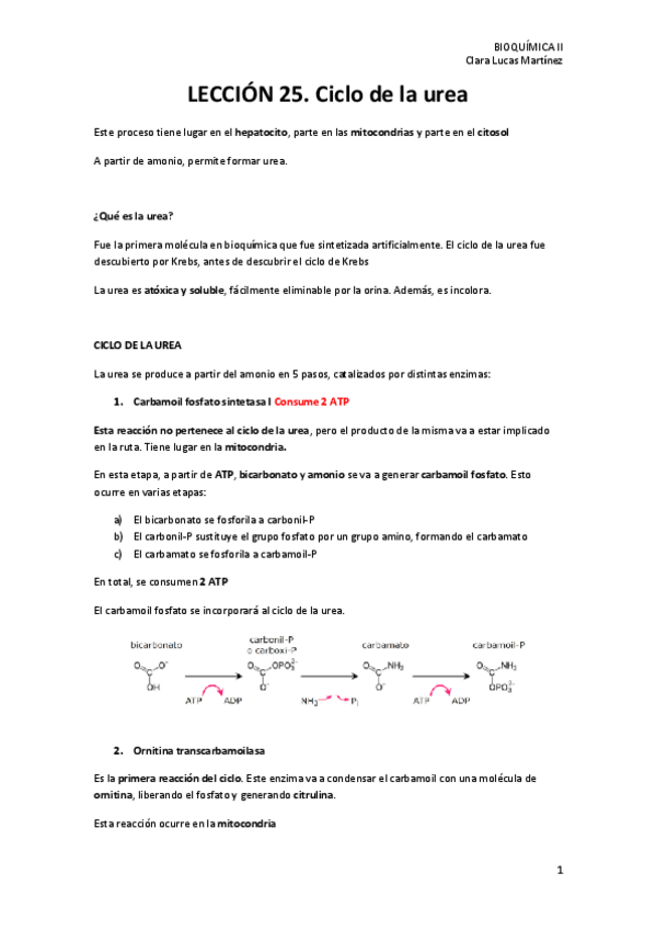 Miniatura del documento LECCION-25.-Ciclo-de-la-urea.pdf