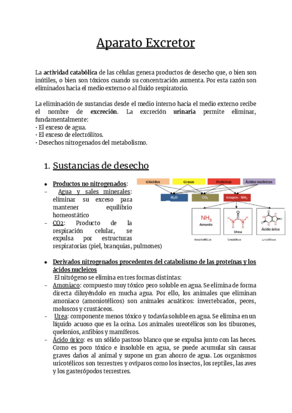 Miniatura del documento Aparato-excretor.pdf