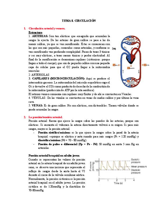 Miniatura del documento TEMA-8-CIRCULACION.pdf