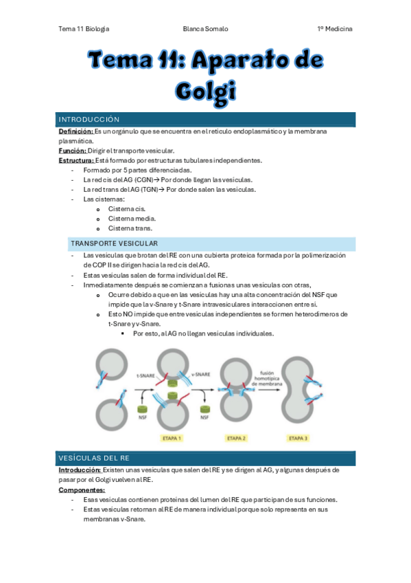 Miniatura del documento Tema-11-Aparato-de-GolgiBiologiaBlancaSomalo.pdf