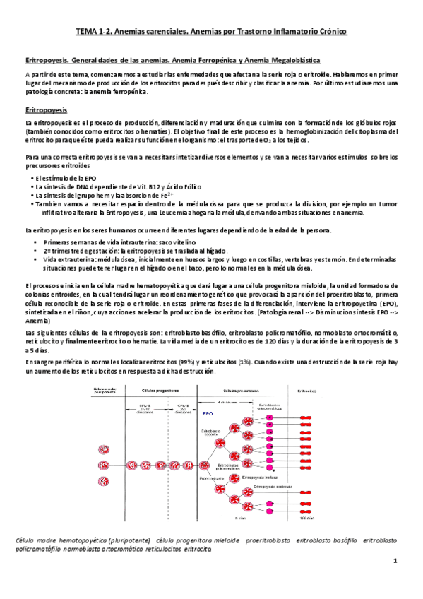 Miniatura del documento Tema 1-2. Anemias carenciales y por trastorno inflamatorio crónico.pdf