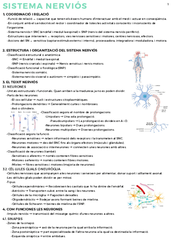 Miniatura del documento Sistema-nervioso.pdf