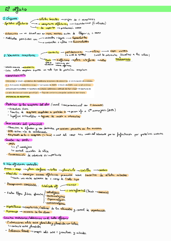 Miniatura del documento resumen-olfato.pdf