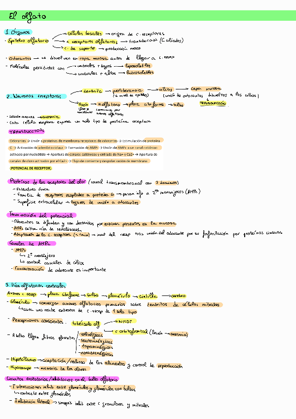 Miniatura del documento olfato-esquema.pdf