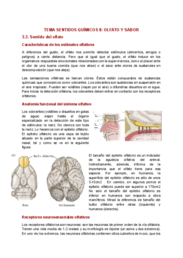 Miniatura del documento Sentidos-quimicos-olfato-y-sabor.pdf