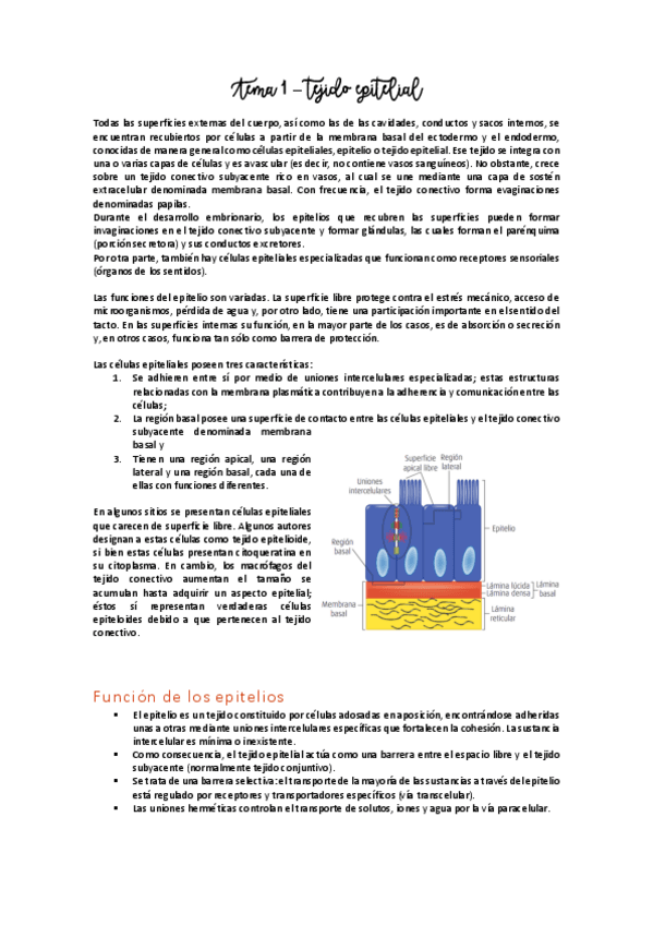 Miniatura del documento Tema 1 - Tejido epitelial.pdf