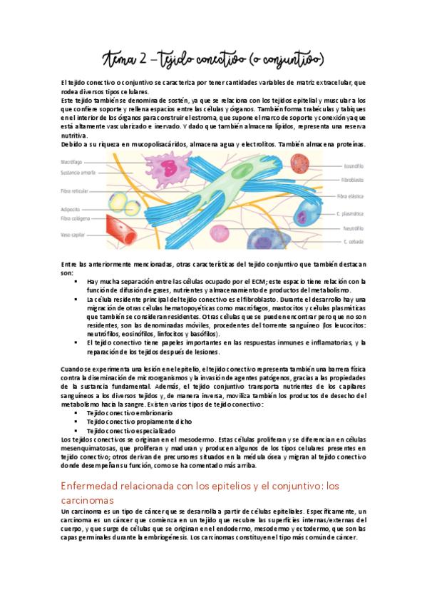 Miniatura del documento Tema 2 - Tejido conjuntivo.pdf